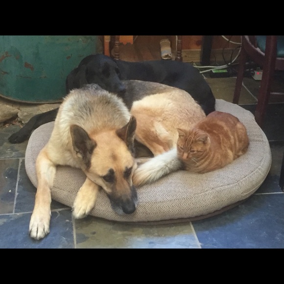 Meet your Posher, KP.  Posh Ambassador - Picture 3 of 9